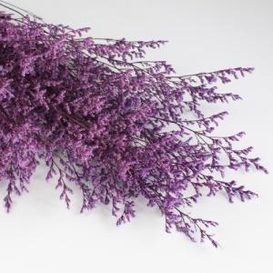 preserved limonium purple