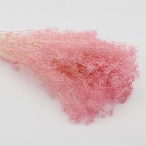 preserved million star pink