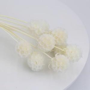 preserved scabiosa white