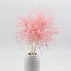 reed canary grass pink