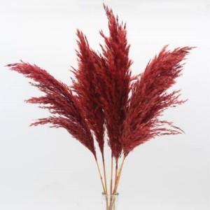 reed small red