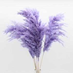 reed small violet