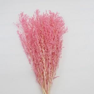 scirpus ternatanus pink