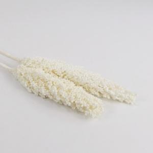 sorghum bleached white