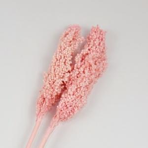 sorghum pink