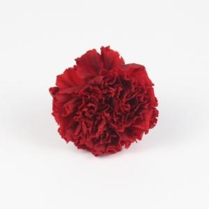 stabilized carnation red