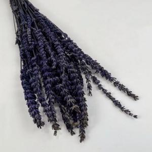 stabilized lavender purple